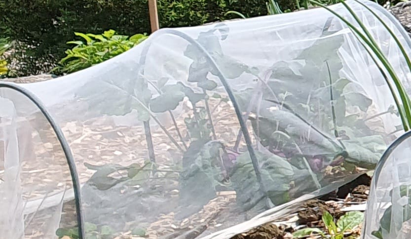 Customer photo review of Kohlrabi ‘Azur Star’