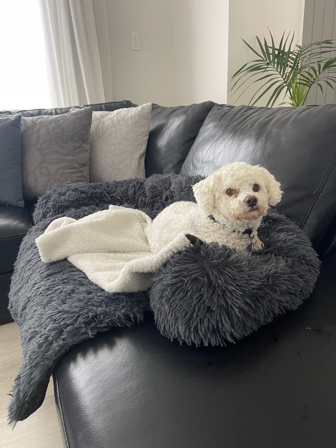 Customer photo review of Calming Couch Bed