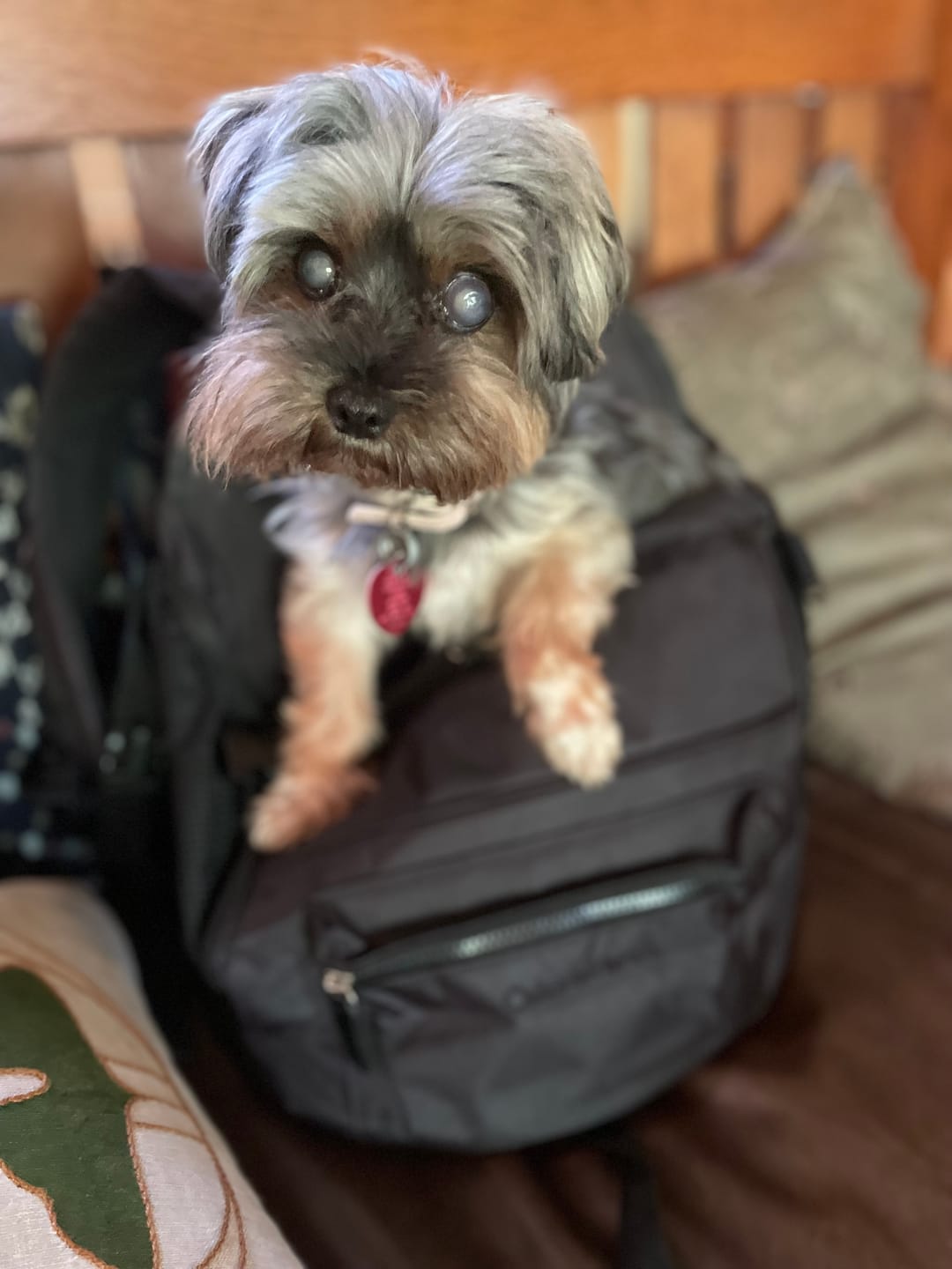 Customer photo review of Premium All-Black Pet Backpack