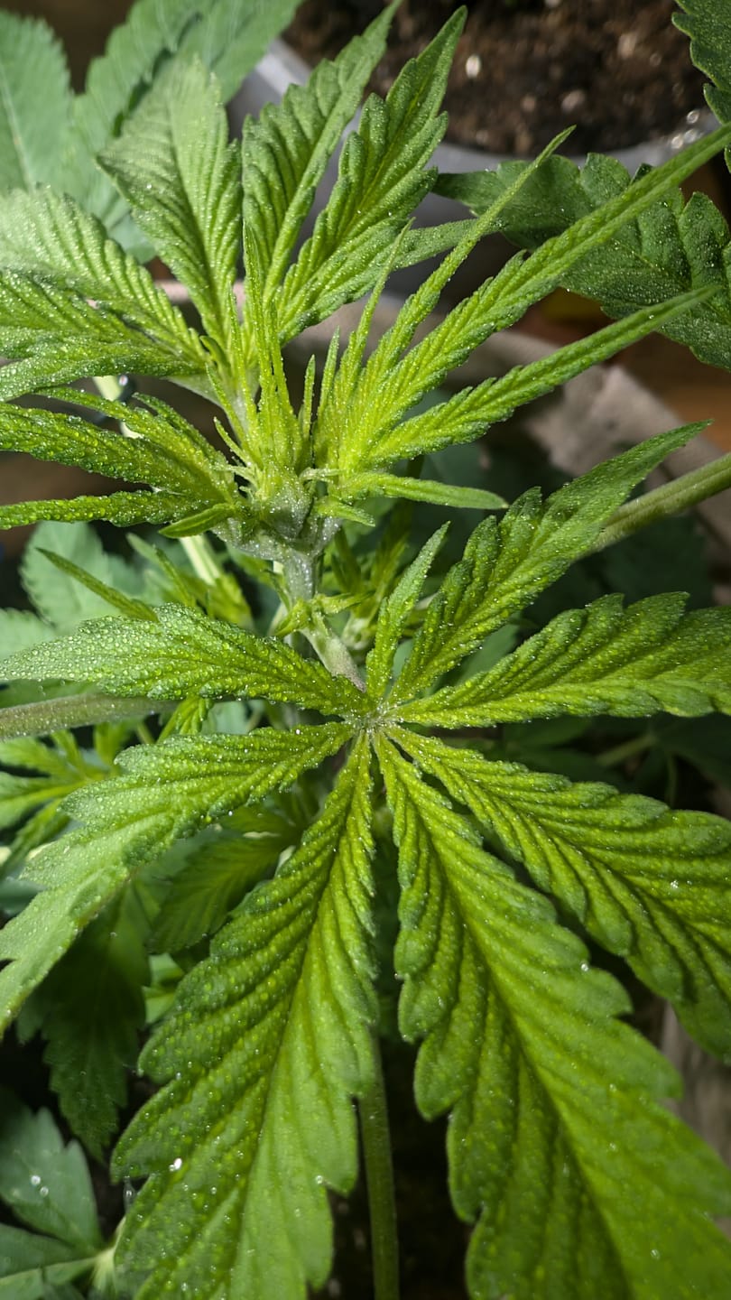 Customer photo review of Hesi Bio Grow