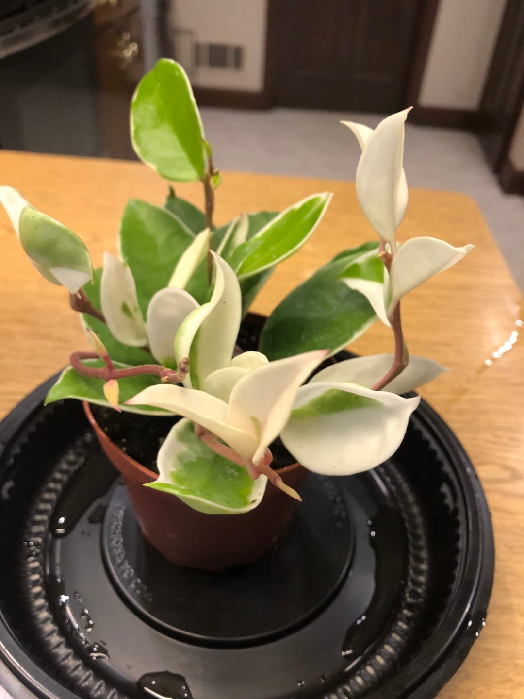 Customer photo review of Hoya carnosa 'Krimson Queen'