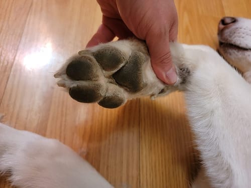 Customer photo review of Tondeuse Silencieuse Portable pour Animaux