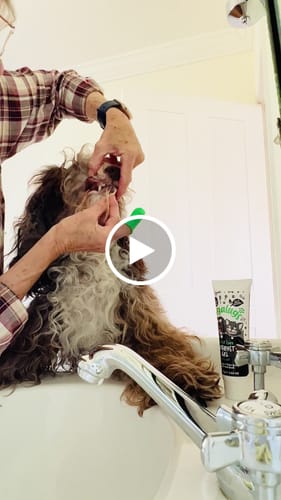 Customer video review of Pack of 3 Silicone Finger Dental Care Brushes for Dogs & Cats