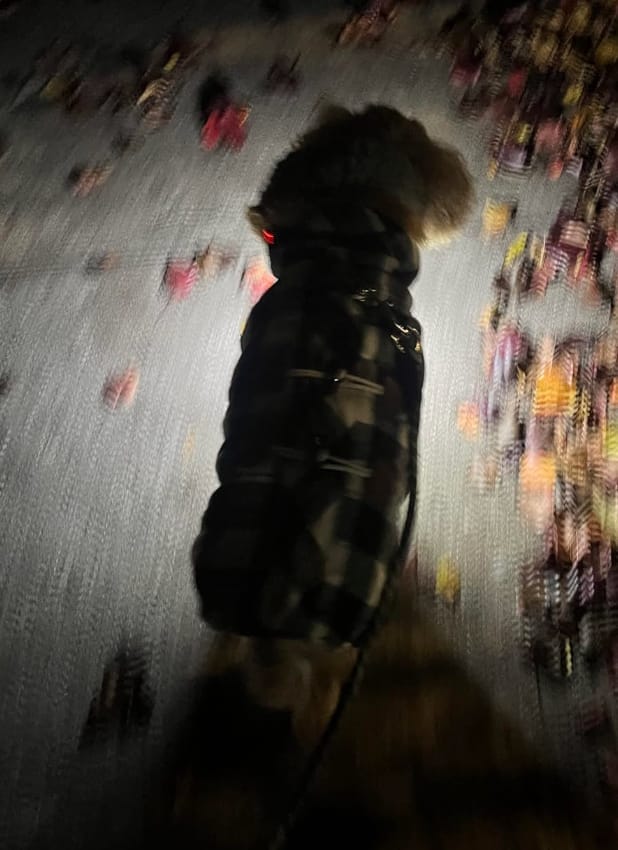 Customer photo review of LumaBeam™ - Multifunksjonell 230° LED-hodelykt