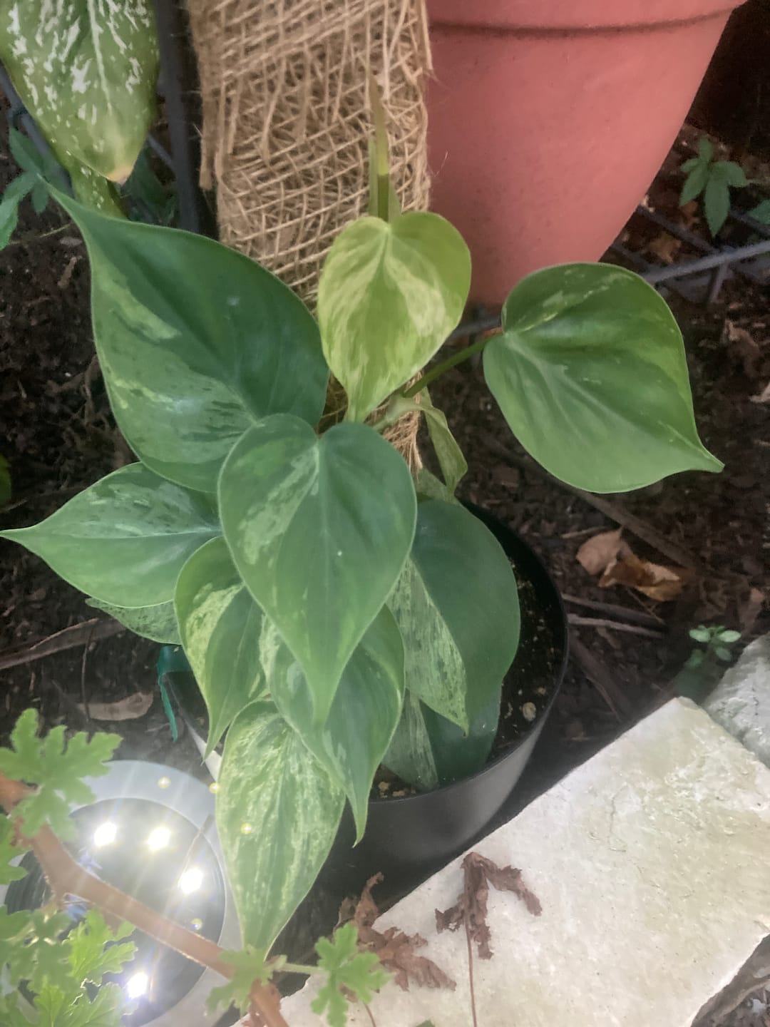 Customer photo review of Philodendron hederaceum variegata