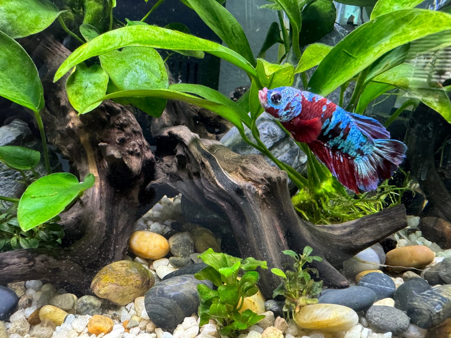 Customer photo review of Koi Red Galaxy Male Betta Fish High Grade | Buy 4 Get 1 Free | Mystery Betta