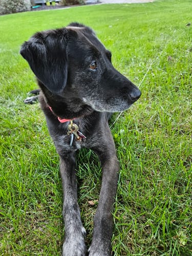 Customer photo review of Midnight - Classic Biothane Dog Leash