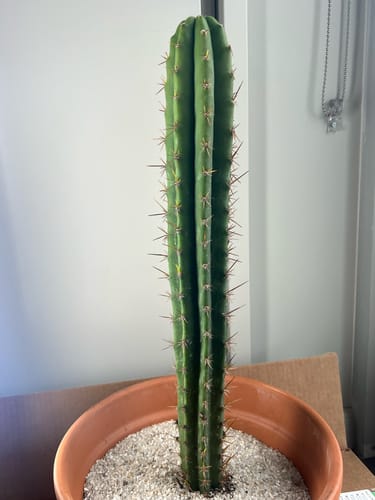 Customer photo review of San Pedro Cactus | Echinopsis (Trichocereus) pachanoi