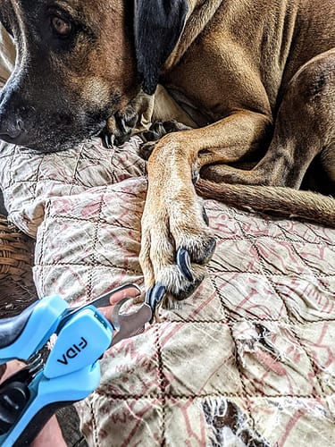 Customer photo review of FIDA Dog Nail Clippers with LED Light