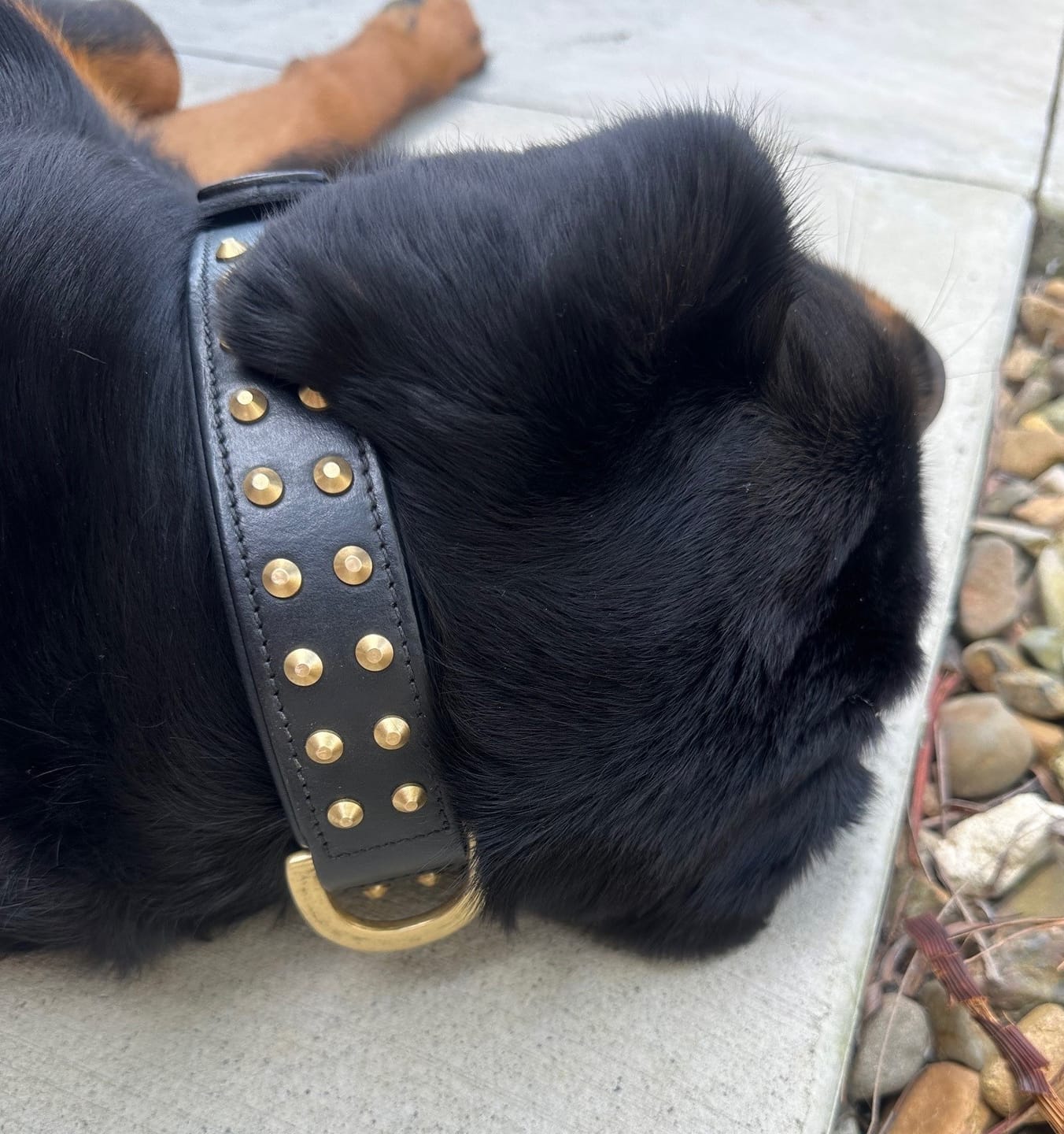 Customer photo review of Hand Made Leather Dog Collar- RuffNeck Black & Brass (Regular Fit)