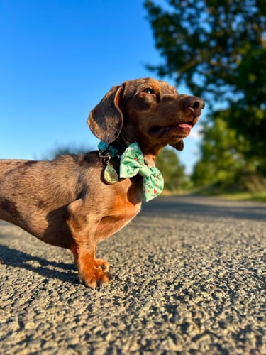 Customer photo review of Collar - Clemmie