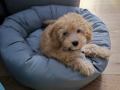 Customer photo review of Cuccia Tonda Cotone Siena