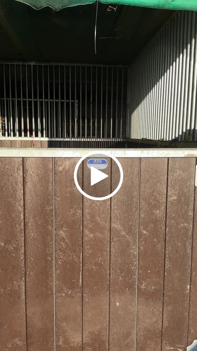 Customer video review of Travel & Show Sheep Coat