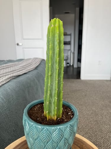 Customer photo review of San Pedro Cactus | Echinopsis (Trichocereus) pachanoi