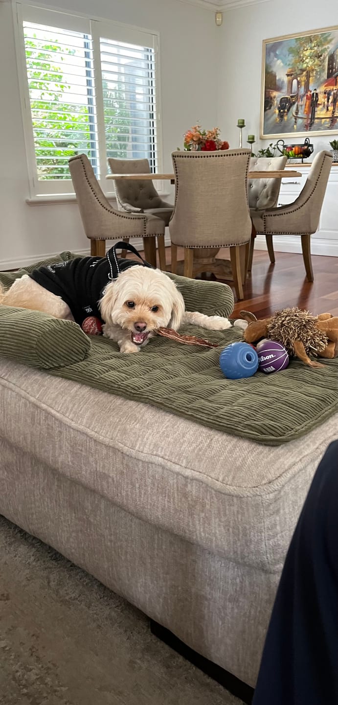 Customer photo review of Kangaroo Tendons - Natural Dental Chews!