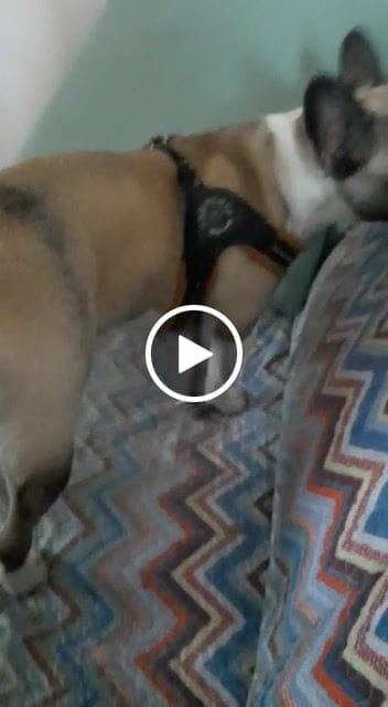 Customer video review of Linea Grain Free - Maiale con Patate Dolci e Mele - Cane Adulto