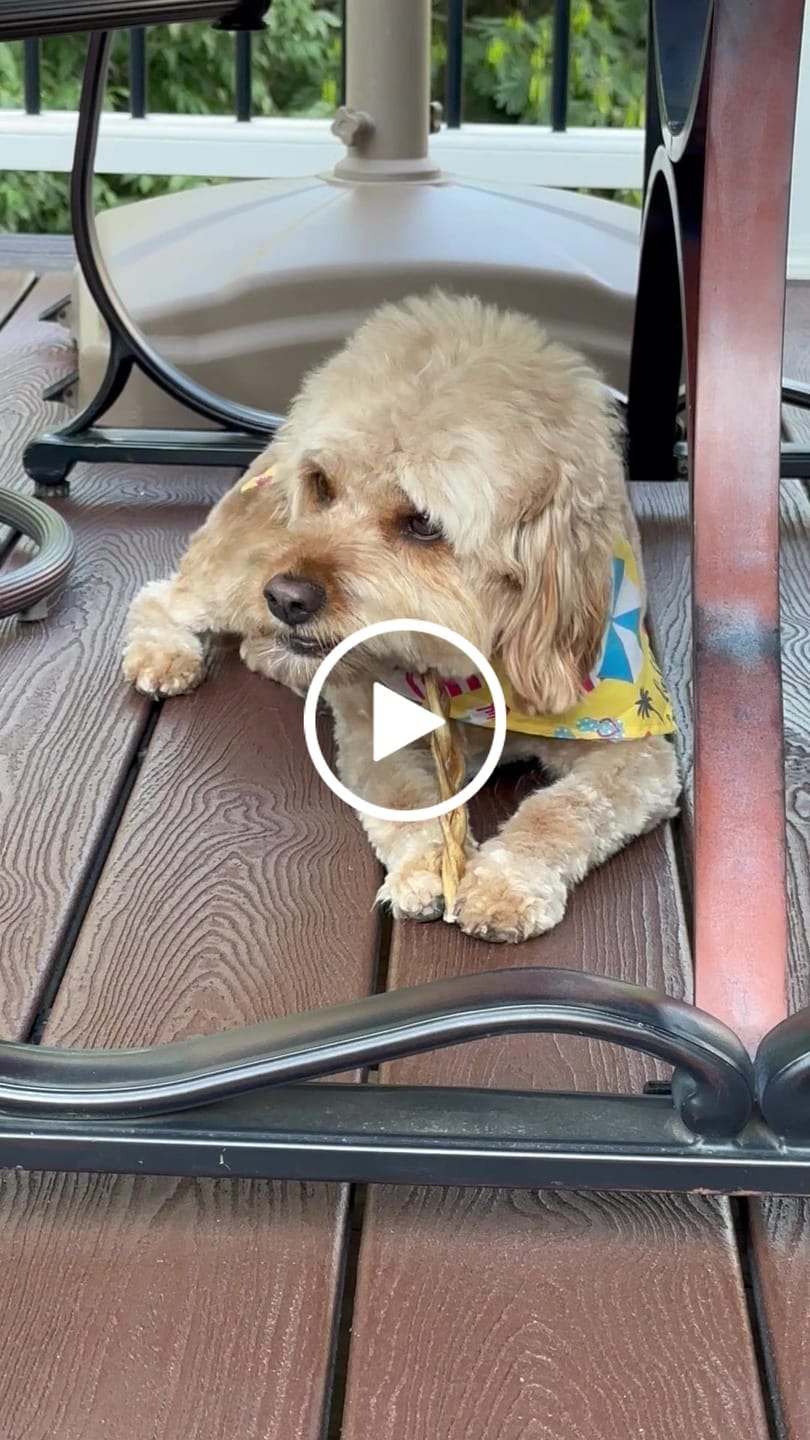 Customer video review of 6-INCH BRAIDED BULLY STICKS
