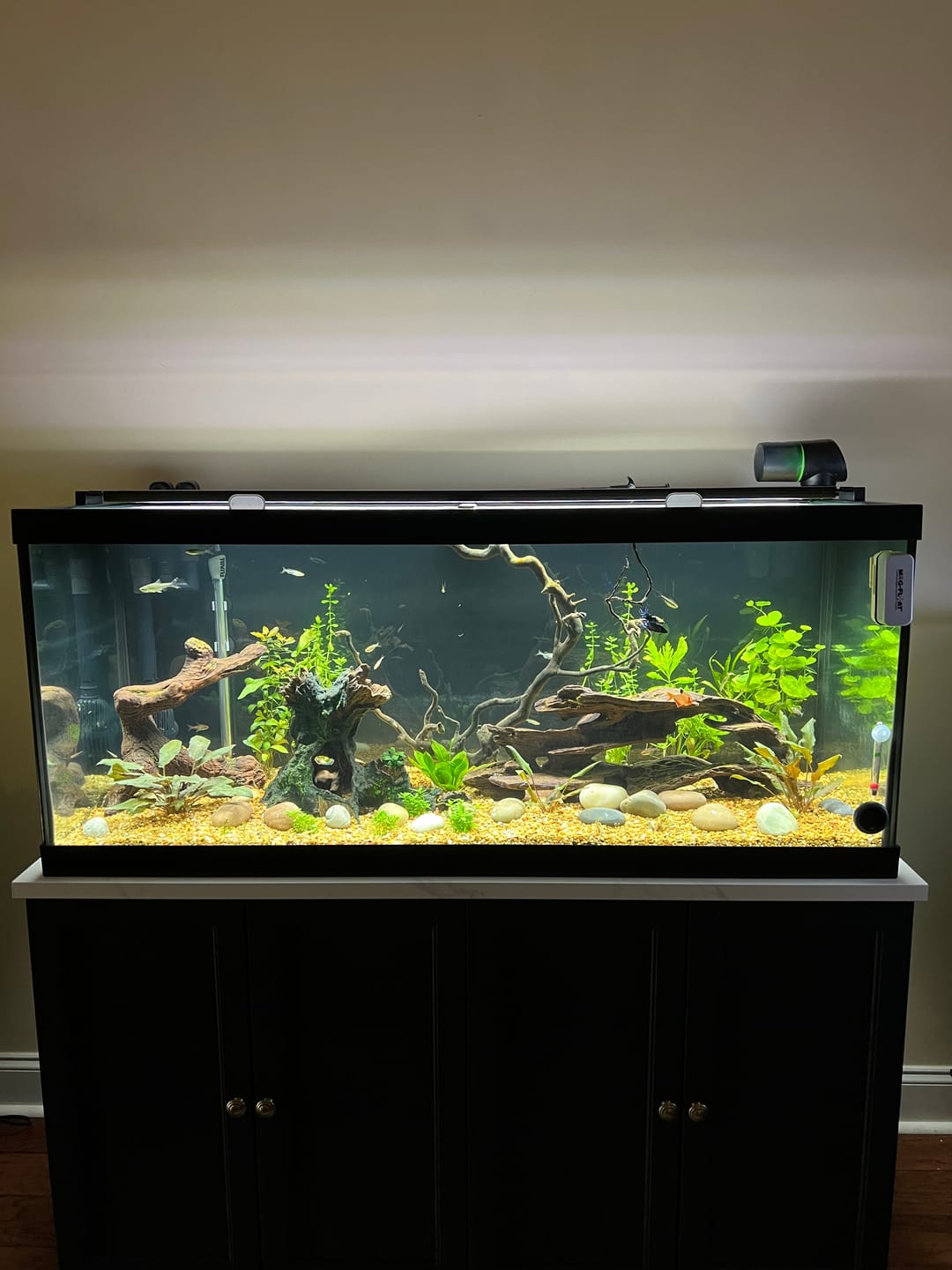 Customer photo review of FritzZyme 7 Freshwater Live Bacteria