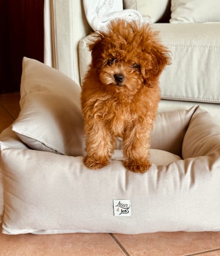 Customer photo review of Divanetto Cotone Siena Beige