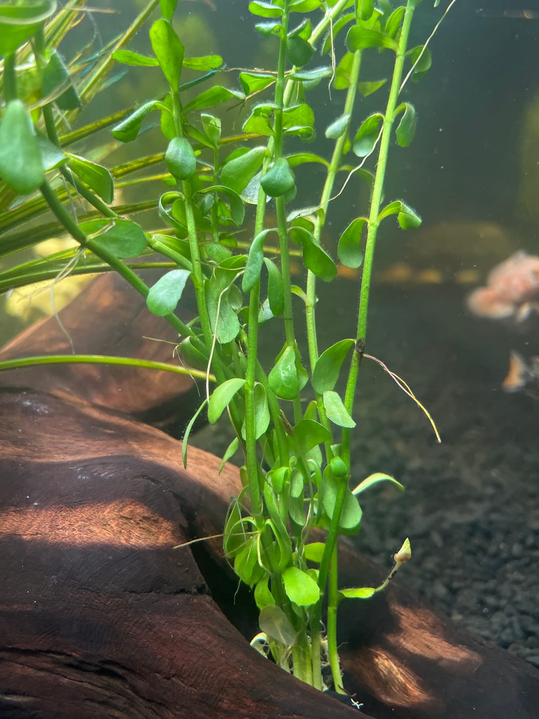 Customer photo review of Bacopa Monnieri 'Moneywort'