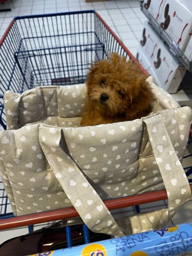 Customer photo review of Trasportino Little Love Heart White