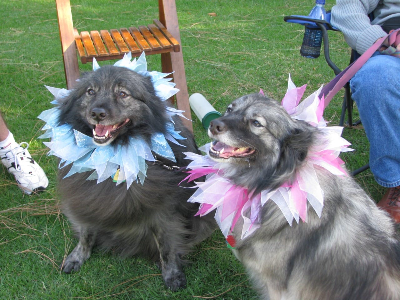 Customer photo review of Keeshond Art "Saint of Smiles" 15 oz. White Mug