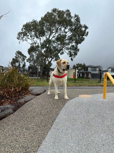 Customer photo review of Dog Harness