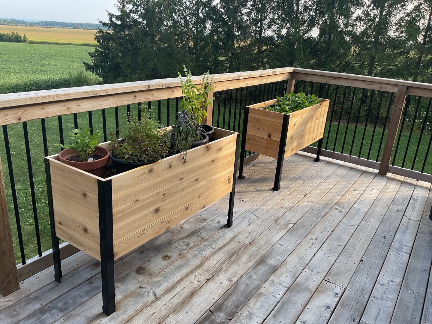 Customer photo review of Raised Garden Bed - 46cm x 122cm x 76cm