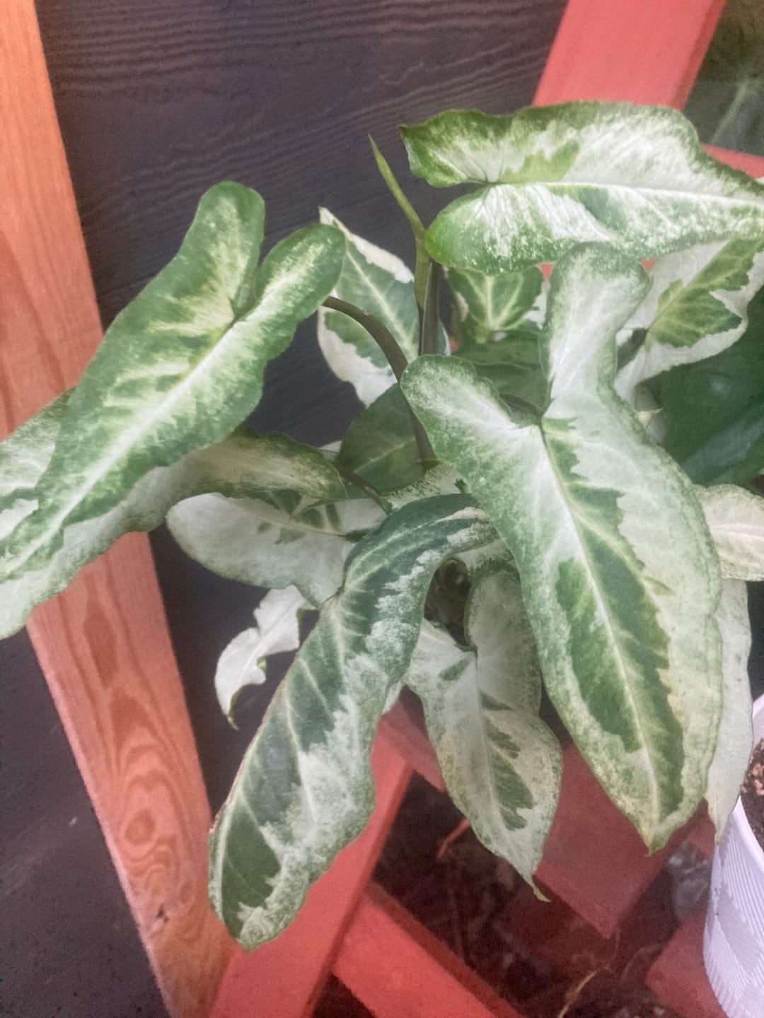 Customer photo review of Syngonium podophyllum 'Three Kings'