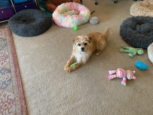 Customer photo review of MIX FLAVORED (Strawberry, Banana, Pumpkin, & Blueberry): A PACK OF 4 STICKS