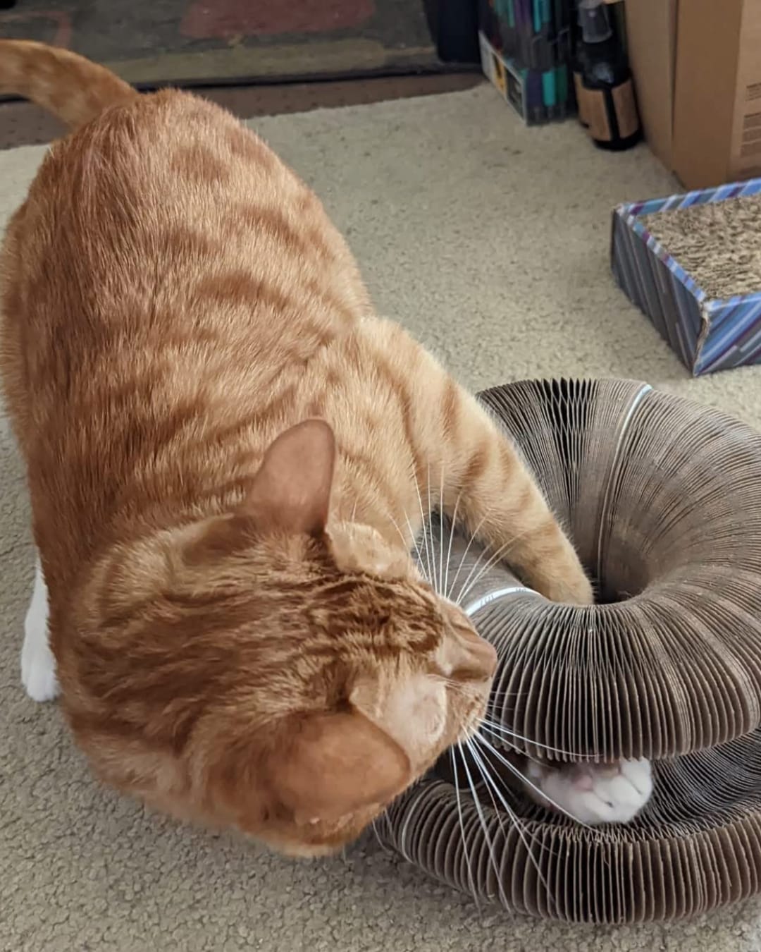 Customer photo review of Meowzy Maze