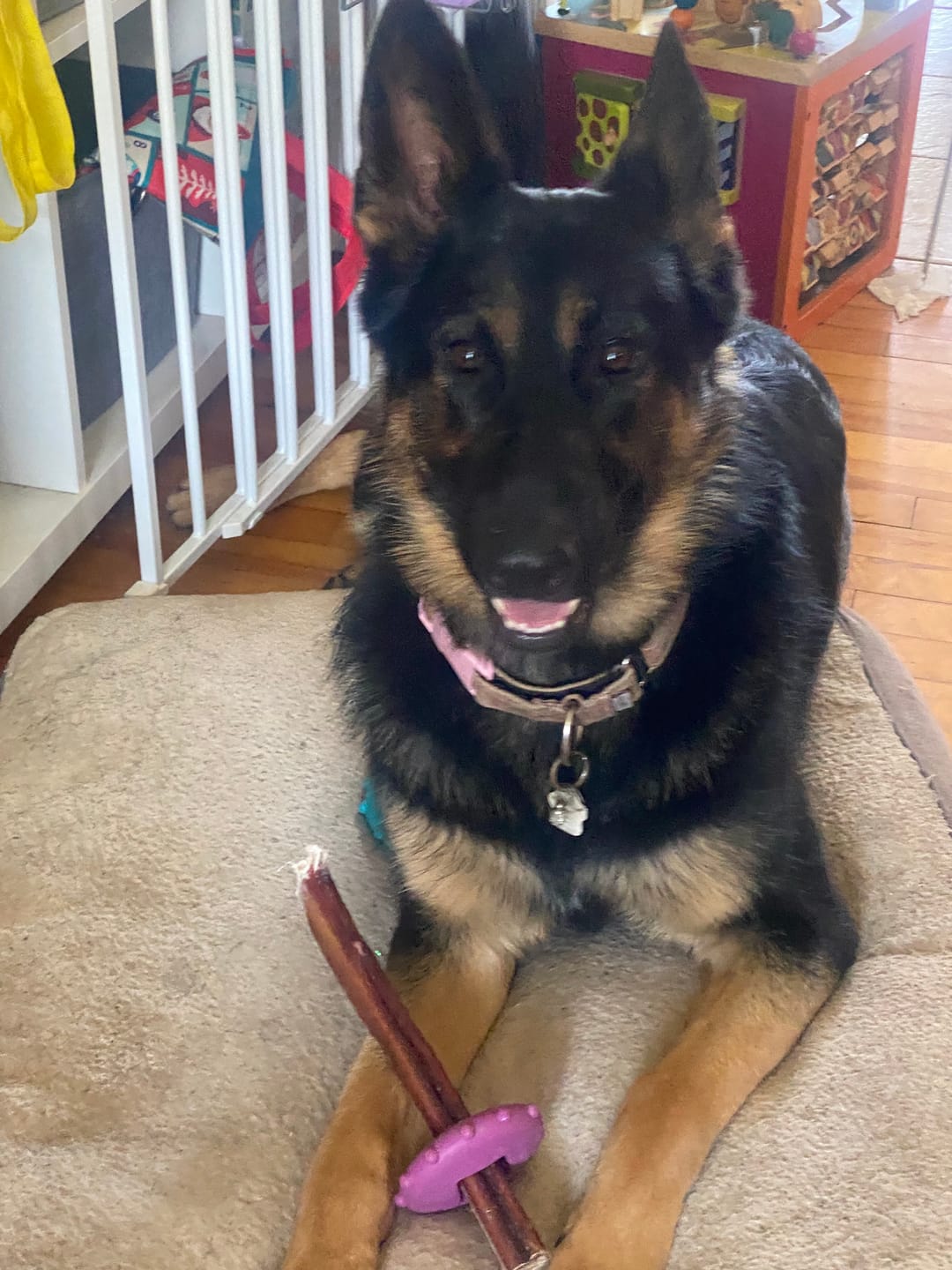 Customer photo review of 12 Inch Mega Monster Bully Stick (LIMITED)