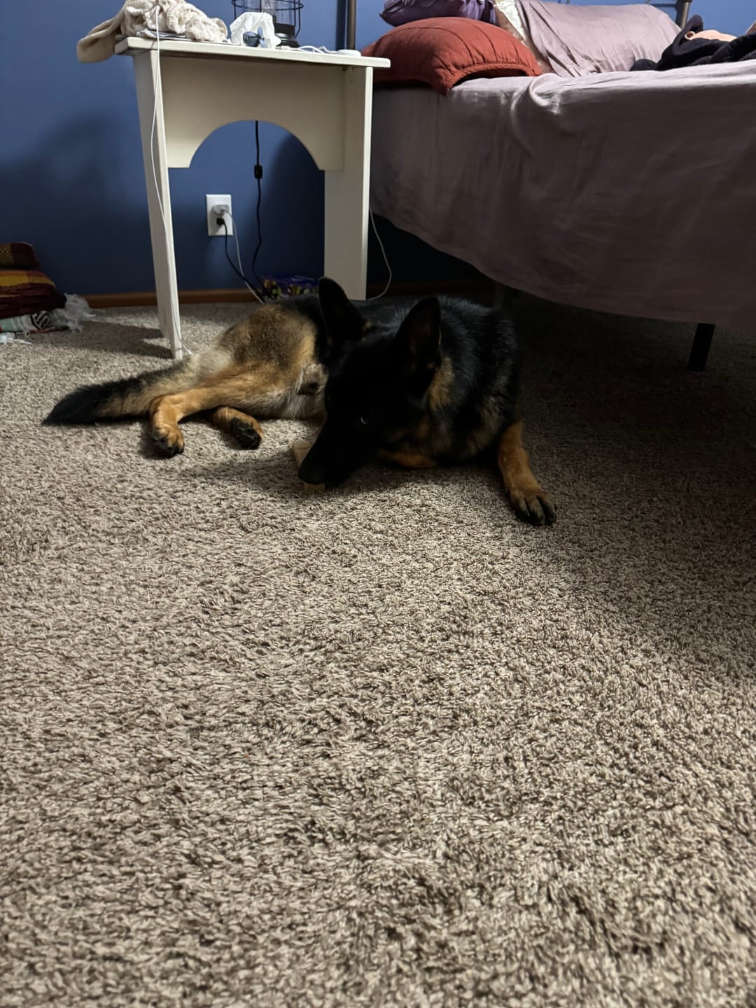 Customer photo review of Himalayan Yak Chew (EXTRA LARGE)