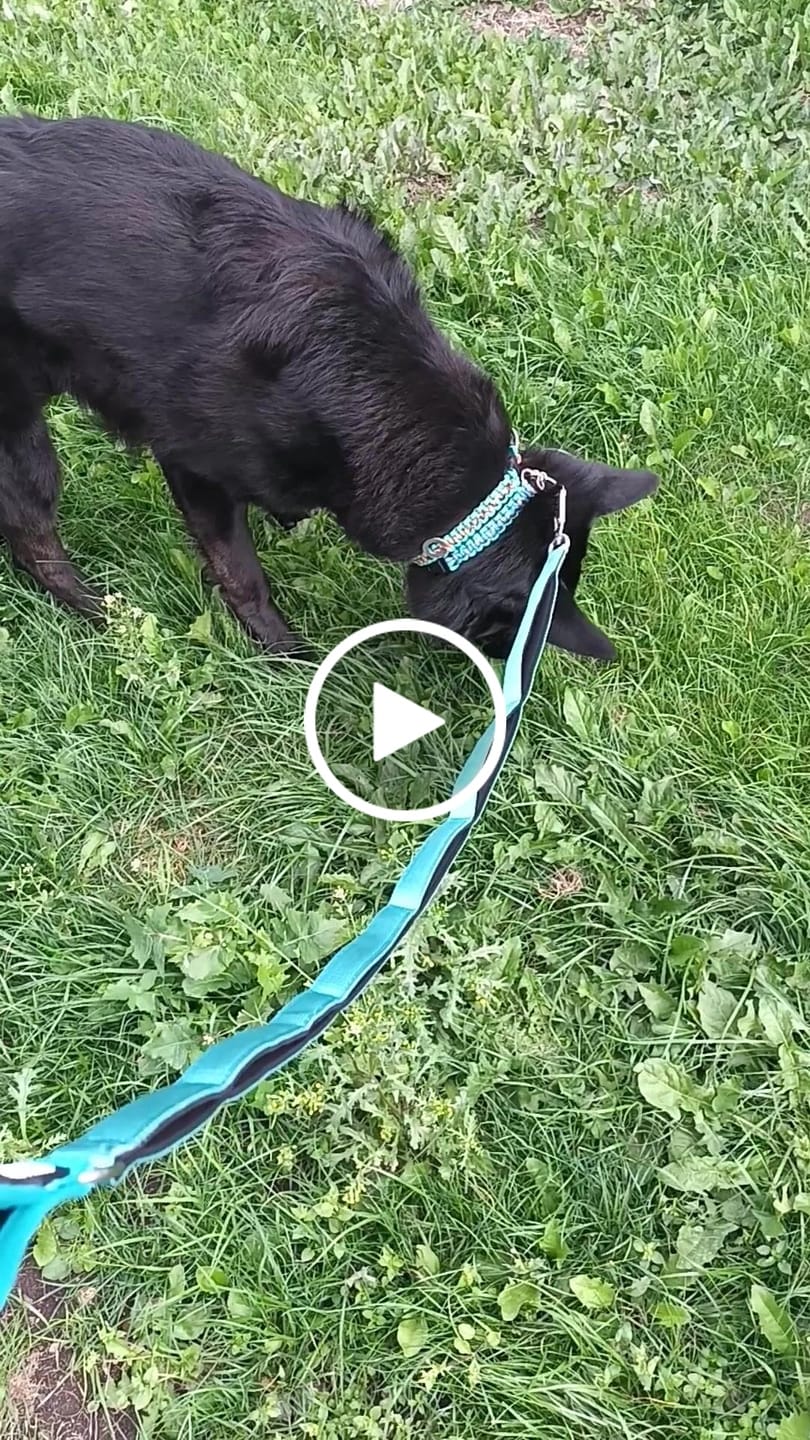 Customer video review of Ladder Lead - Multiple Handles During Walks - Teal