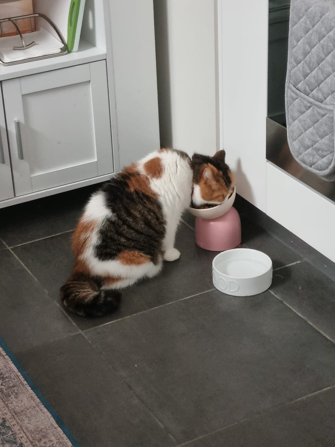 Customer photo review of Makesure Sugar Bean Ceramic Double Pet Bowls For Cat and Small Dogs