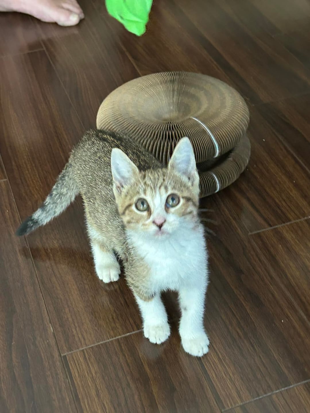 Customer photo review of Meowzy Maze