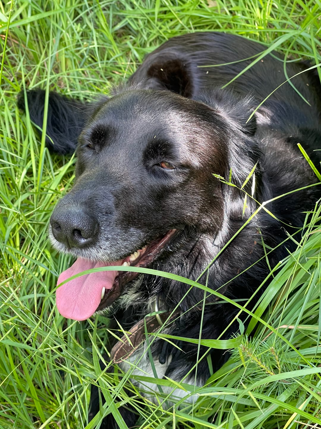Customer photo review of Pâtées riches en gibier,haricots verts & thym (chien adulte)