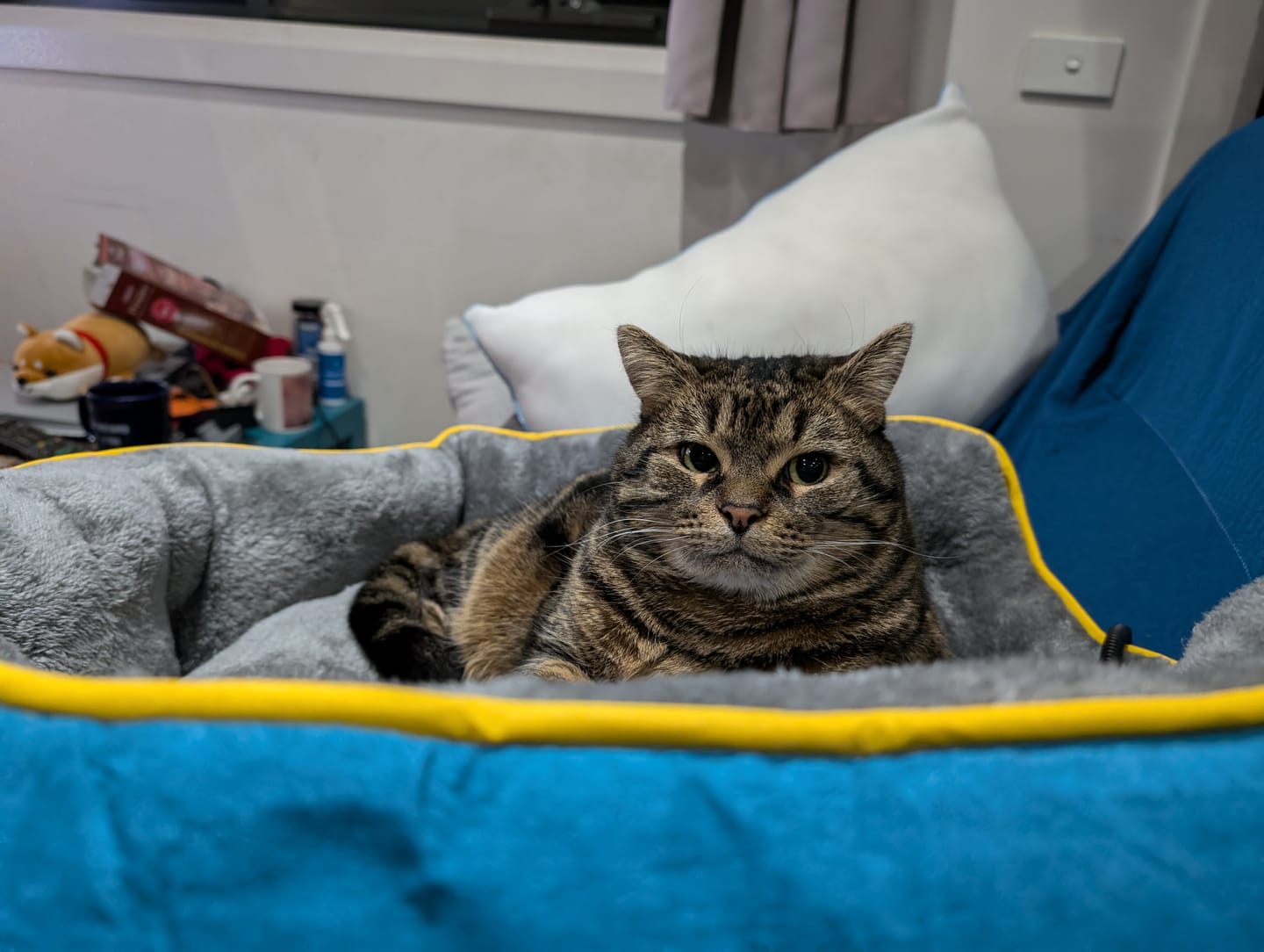 Customer photo review of PaWz Electric Pet Heater Bed Thermal Protection