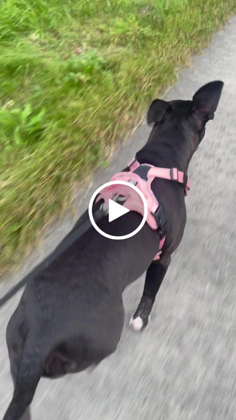 Customer video review of Hurricane Harness - Non Restrictive, With Handle, Adjustable & Reflective - All Breeds - Pink