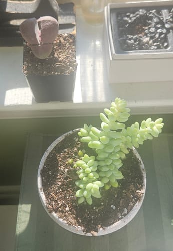 Customer photo review of Donkey's Tail | Sedum Burrito