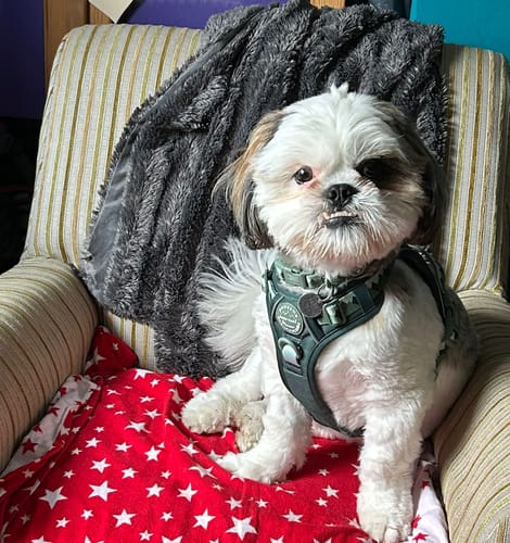 Customer photo review of Tough Trails™ Harness - Walkies Ready® Forest Green