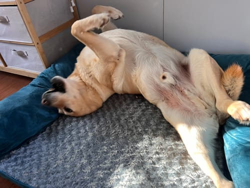 Customer photo review of PaWz Premium Pet Sofa Bed