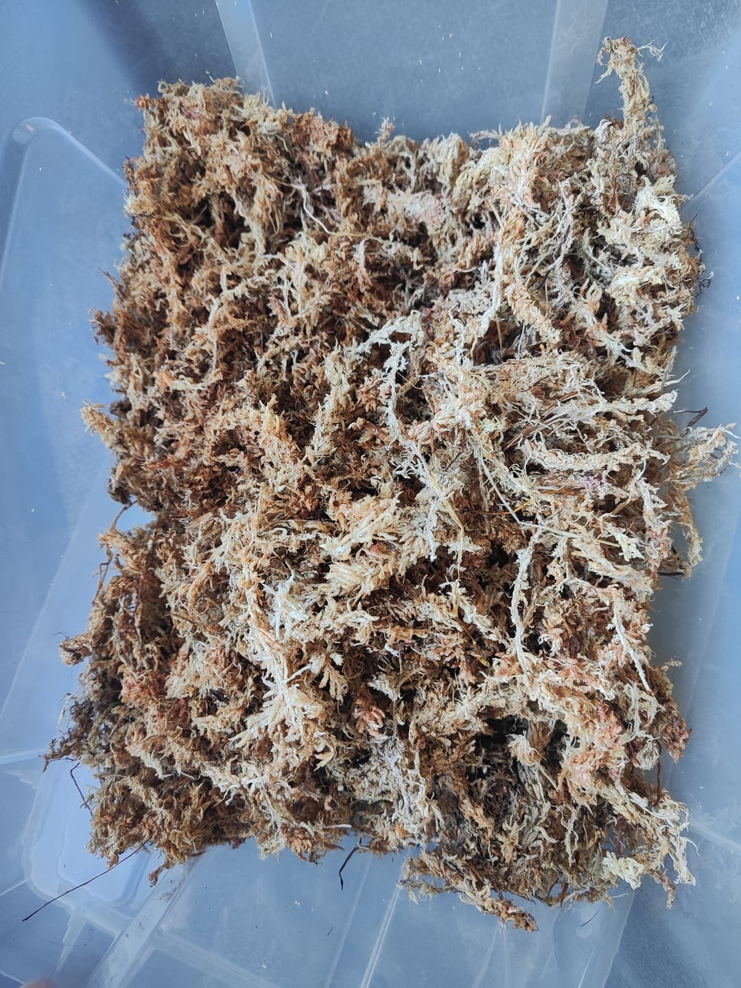 Customer photo review of SUBSTRAT - SPHAGNUM MOOS