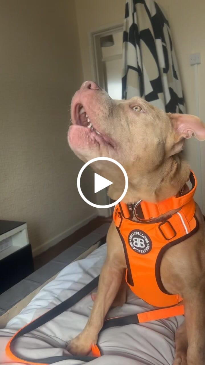 Customer video review of Premium Comfort Harness | Non Restrictive & Adjustable - Orange v2.0