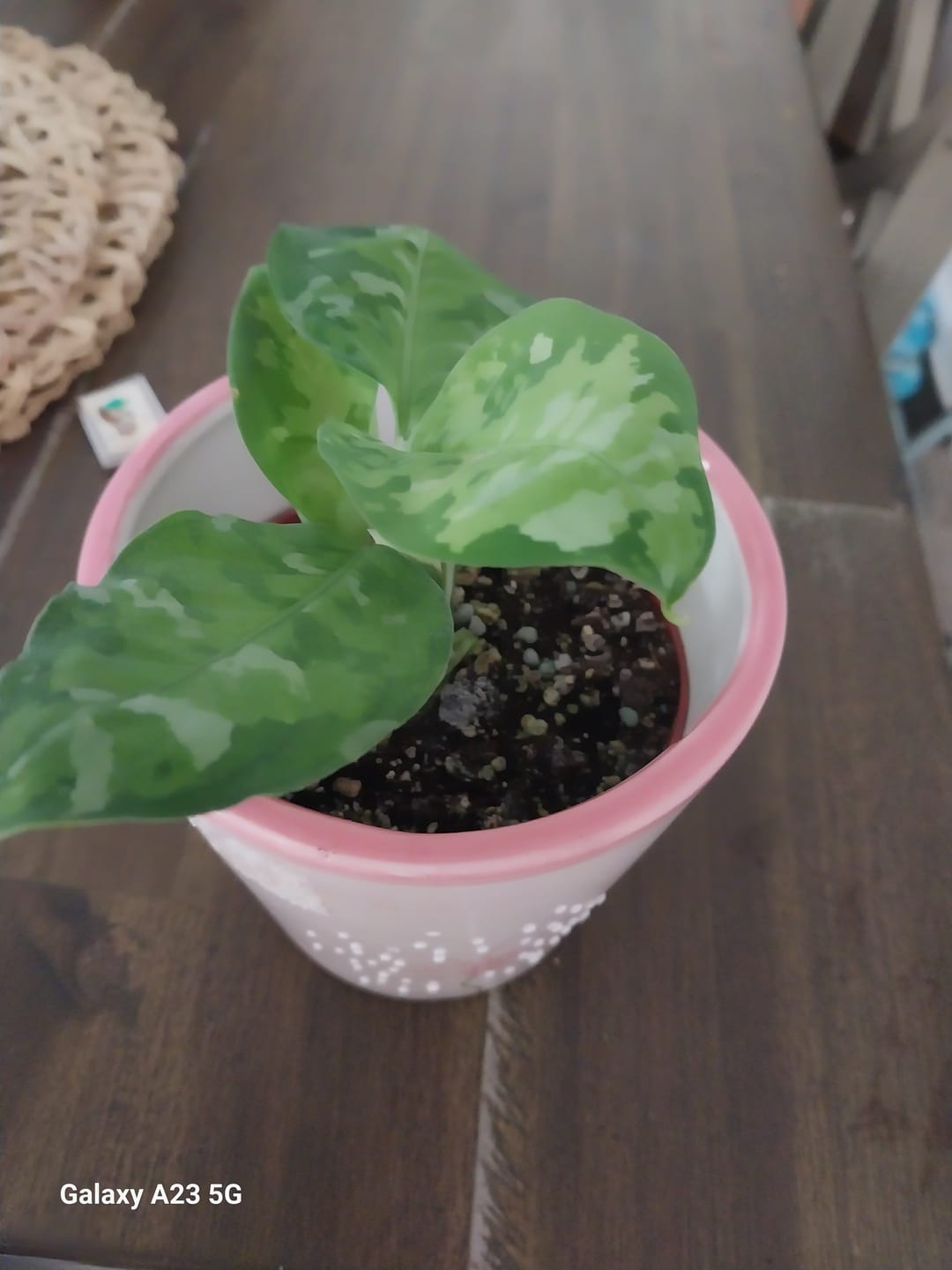 Customer photo review of Aglaonema pictum tricolor