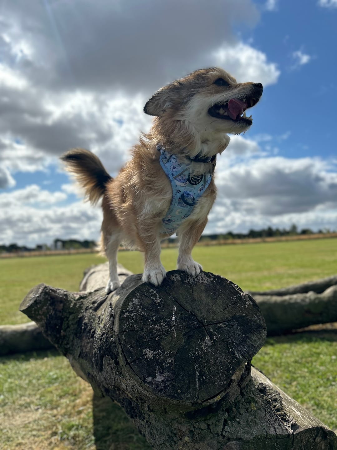 Customer photo review of Disney© Collar - Eeyore