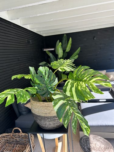 Customer photo review of Monstera Kunstplant 75cm
