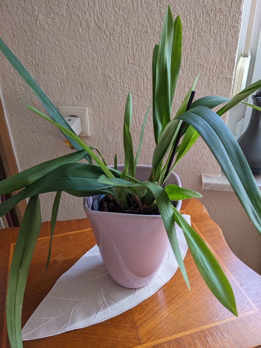Customer photo review of Maxillaria bradei Hybride im 12cm Topf
