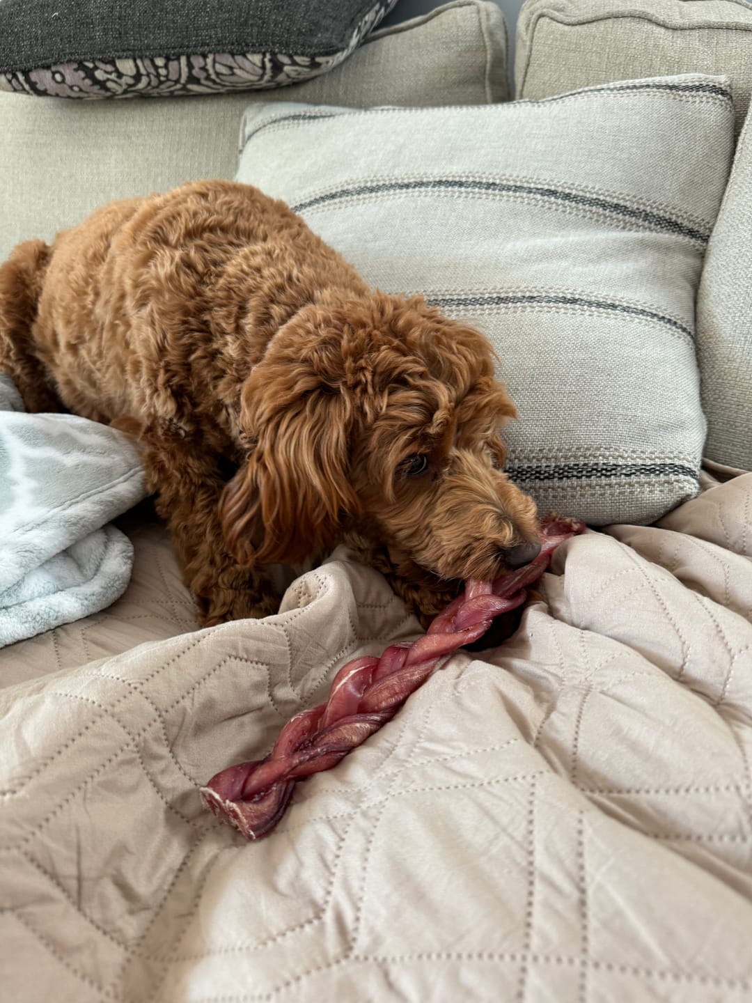 Customer photo review of 12 Inch Thick Braided Bully Stick