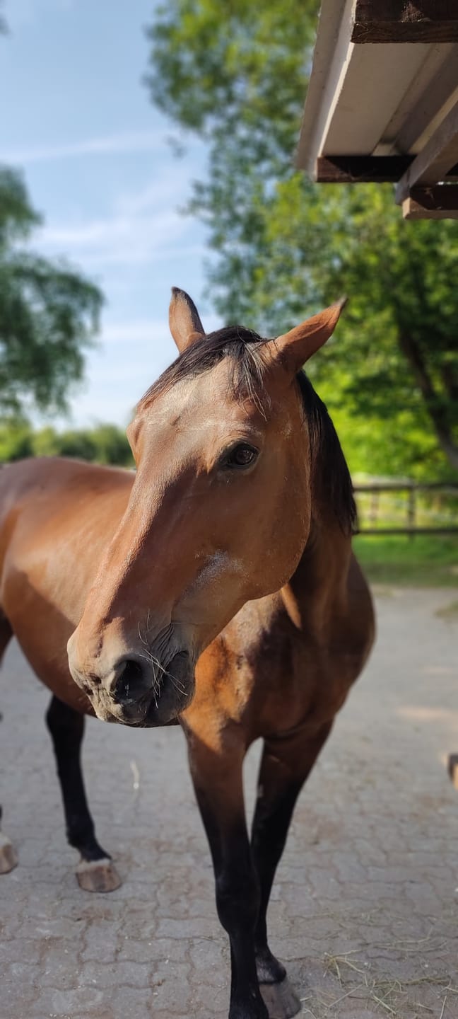 Customer photo review of Kristallkraft Bronchiale